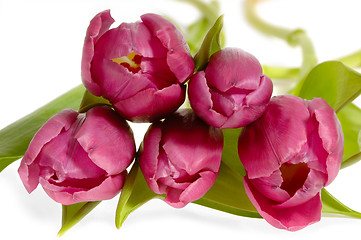 Image showing Bouquet of pink tulips