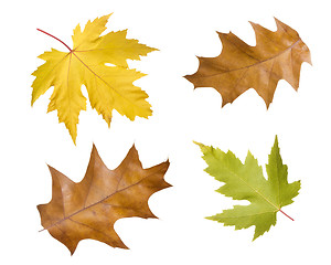 Image showing autumn leaves