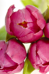 Image showing Tree pink tulips