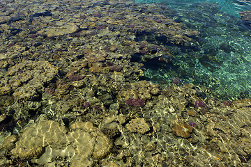 Image showing coral reef