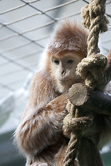 Image showing monkey