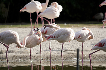 Image showing flamingos