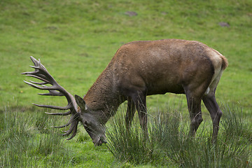 Image showing deer, hart