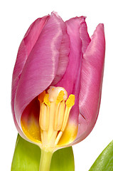 Image showing Tulip