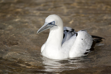 Image showing water bird