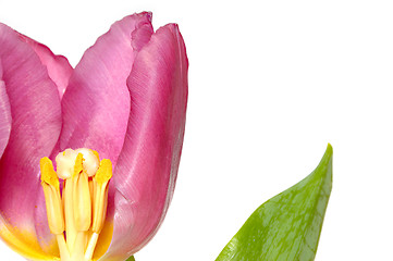 Image showing Tulip