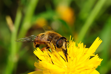 Image showing Bee on yellow flower.