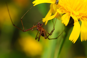 Image showing Brown spider on a yellow flower.