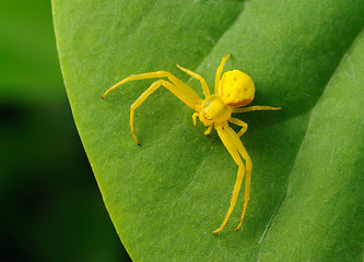 Image showing Yellow spider on a green leaf.