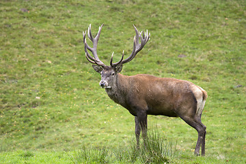 Image showing deer, hart