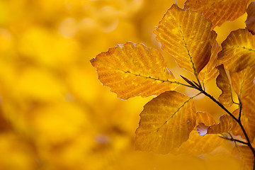 Image showing autumn leaves