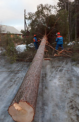 Image showing Rescue workers removed the tree from the road after Hurricane