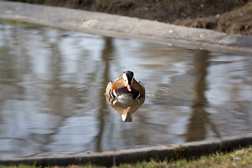 Image showing water bird