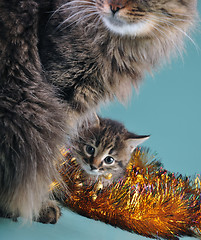 Image showing New Year portrait of a little kitten with mother cat