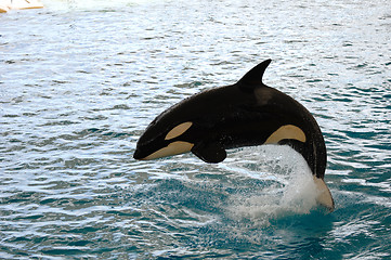 Image showing Killer whale jumping