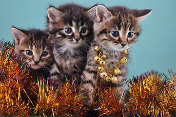 Image showing small  kittens among Christmas stuff