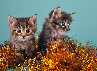 Image showing Chistmas portrait of little kittens