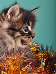 Image showing small  kitten among Christmas stuff