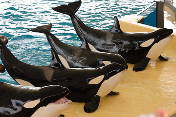 Image showing Killerwhales posing