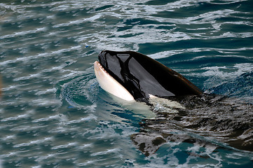 Image showing Killer whale in water