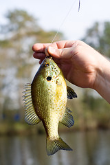 Image showing Blue Gill