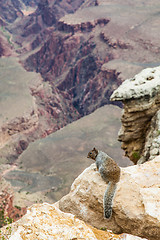 Image showing Grand Canyon Squirrel