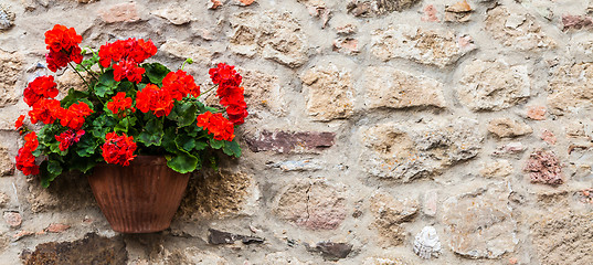 Image showing Tuscan flowers