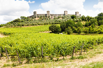 Image showing Wineyard in Tuscany