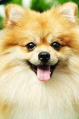 Image showing Pomeranian