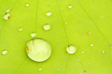 Image showing Morning dew