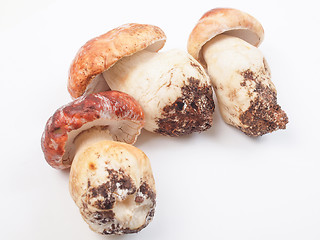 Image showing Porcini Mushroom