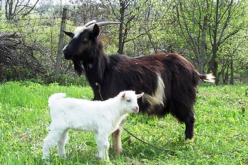 Image showing Goat and Goatling