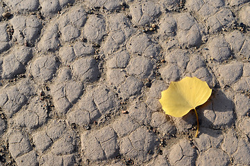 Image showing Desert with a golden leaf