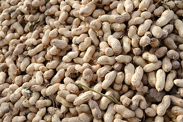 Image showing Many freshly-dug peanuts