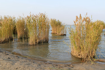 Image showing Landscape of lake with reeds 