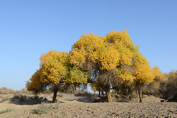 Image showing Golden trees in autumn