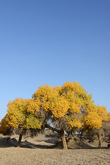 Image showing Golden trees in autumn