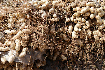 Image showing Many freshly-dug peanuts with roots