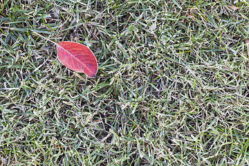 Image showing lawn grass covered with frost