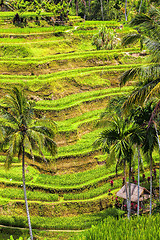 Image showing Rice Terrace