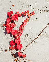 Image showing Red vine plant on the wall