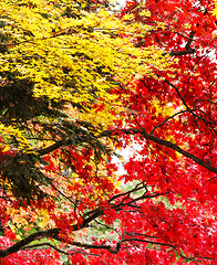 Image showing Red and yellow maple tree in autumn