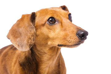 Image showing Dachshund Dog looking at a side