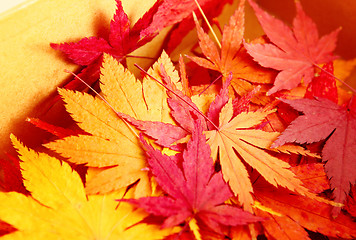 Image showing Autumn maple leaves in box