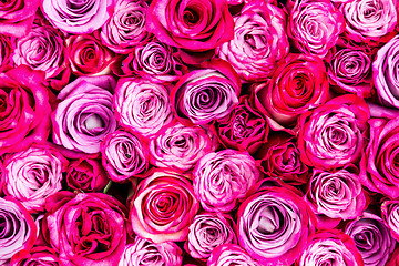 Image showing Pink roses background