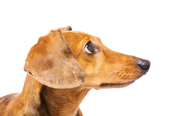 Image showing Dachshund Dog looking at a side