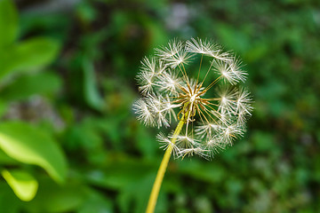 Image showing Dandelion with green background