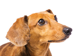 Image showing Dachshund Dog looking at a side