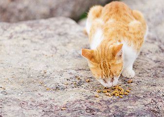 Image showing Street cat eating food