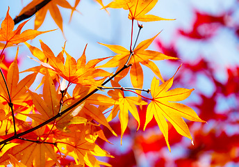 Image showing Maple leave in autumn